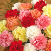 2 0 Classic Carnations