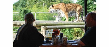 for 1 Breakfast with the Big Cats Special Offer