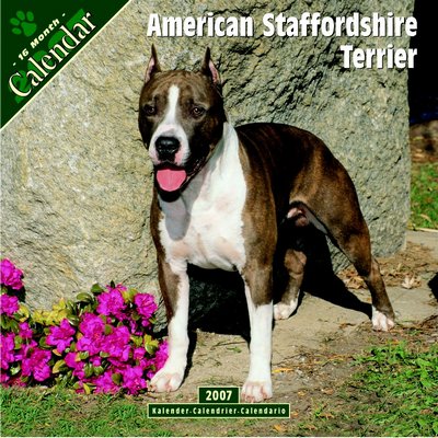 365 Calendars 2006 American Staffordshire Terrier calendar