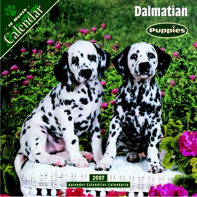 365 Calendars 2006 Dalmation - Puppies 2006 Calendar