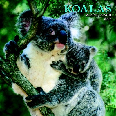 365 Calendars 2006 Koalas 2006 Calendar