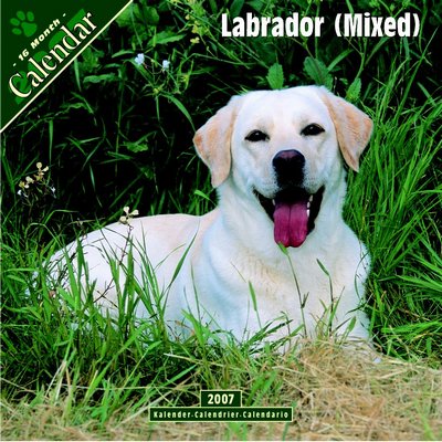 365 Calendars 2006 Labrador Retriever - Mixed 2006 Calendar