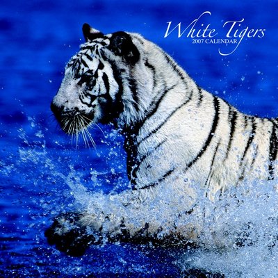 365 Calendars 2006 White Tigers 2006 Calendar