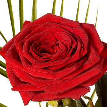 Red Rose in a Vase with Chocolate - flowers