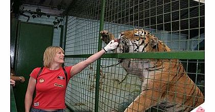 Activity Superstore Feed The Big Cats 10184146