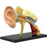 Puzzle Ear Anatomy Model