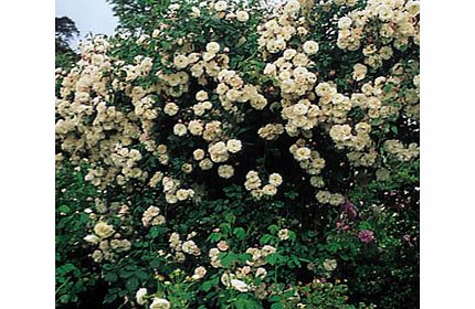 Adelaide dOrlans - Climbing Rose (pre-order now)