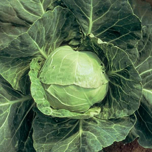 alan titchmarsh Cabbage Derby Day Seeds