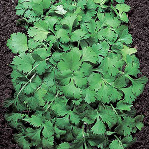 alan titchmarsh Herb Coriander Seeds