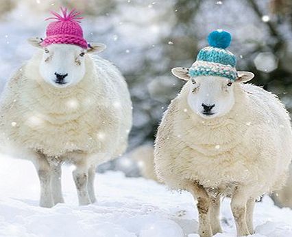 Charity Christmas Cards (ALM8682) In Aid Of The National Autistic Society - Sheep in Woolly Hats - Pack Of 8 Cards
