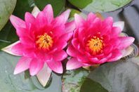 Anglo Aquatic Red Lily - Attraction Nymphaea (Live Plant -
