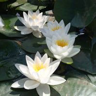 Anglo Aquatic White Lily - White Virginalis Nymphaea (Live