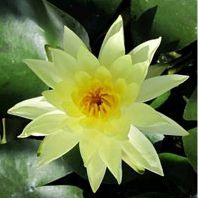 Anglo Aquatic Yellow Lily - Odorata Sulphurea Nymphaea (Live