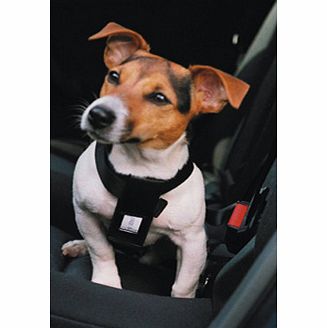 AnimalCare Dog Car Harness (Small)