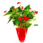 Arena Flowers Red Anthurium Plant