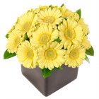 Arena Flowers Yellow Gerbera Cube