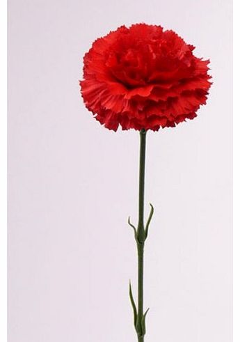 artplants.de Silk Carnation, red, 22`` / 55 cm,  3.1`` / 8 cm - Artificial carnation / Single stem plastic flowe