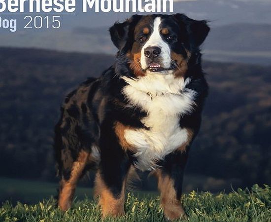 Avonside Publishing Bernese Mountain Dog 2015 Wall Calendar (Square Wirestitched)