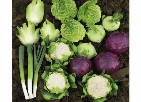 Veg Collection Pack of 120 Plug Plants (as