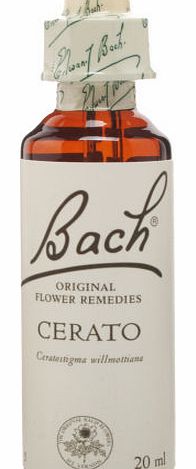 Bach Cerato