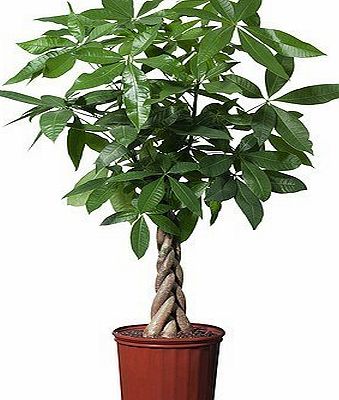 Best4garden Easy Care Plaited Money Tree - Pachira Aquatica - Elegant decorative indoor tree - Virtually Kill-Proof - Ideal for offices and conservatories - Simple houseplant gift - Braided stem.