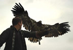 Bird of Prey Experience