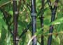 Black Bamboo