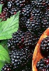 Blackberry puree (chilled)