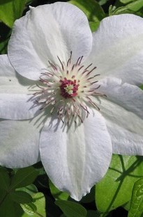 Blooming Direct Clematis Montana Grandiflora x 5 plants