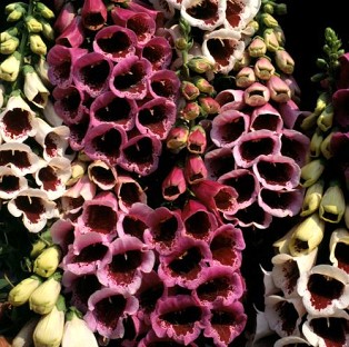 Foxglove Giant Spotted Mixed x 100 seeds