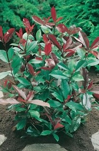 Photinia Red Robin x 5 young plants