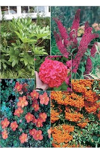 Blooming Direct Shrub Collection x 5 mixed jumbo plug plants