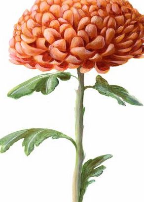 Blue Frog The Chrysanthemum - Floral Blank or General, Occasional, Birthday Greeting Card. Flowers