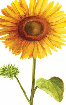 Blue Frog The Sunflower - Floral Blank or General, Occasional, Birthday Greeting Card. Flowers