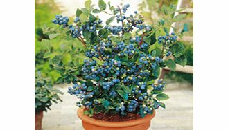 Blueberry Plants - Collection