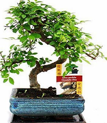 Bonsai By Design Bonsai Elm parvifolia S Style 7 yr - 1 tree