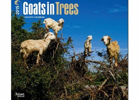 BrownTrout Publishers Goats in Trees 2015 Wall Calendar