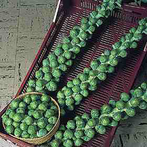 brussels Sprout Revenge F1 Seeds