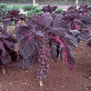 brussels Sprouts Red Delicious Seeds