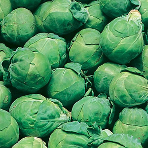 brussels Sprouts Silverline F1 Seeds