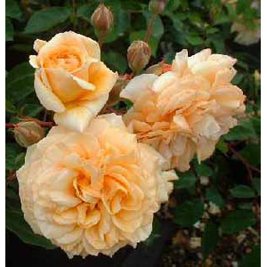 Buff Beauty Hybrid Tea Rose (pre-order now)