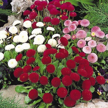 Bedding Plant Collection Pack of 60
