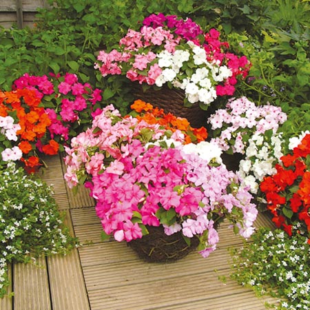 Miniplant Flower Collection - 270 Plants