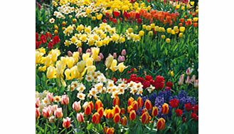 Bumper Spring Bulbs - Collection