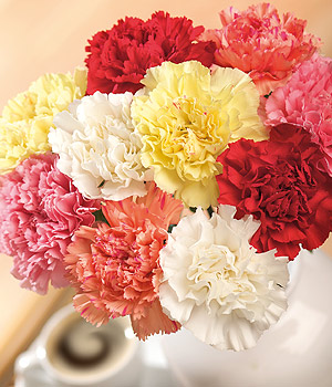 Bunches.co.uk 10 Classic Carnations FC10