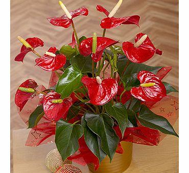 Bunches.co.uk Christmas Anthurium Plant XANTH
