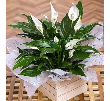 Bunches.co.uk Christmas Peace Lily XPPLC