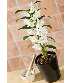 Dendrobium Orchid Plant PDENP