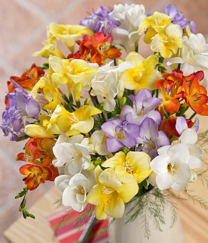 Bunches.co.uk Fragrant Freesias FF20