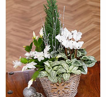 Bunches.co.uk Frosty Flower Basket XBFRT